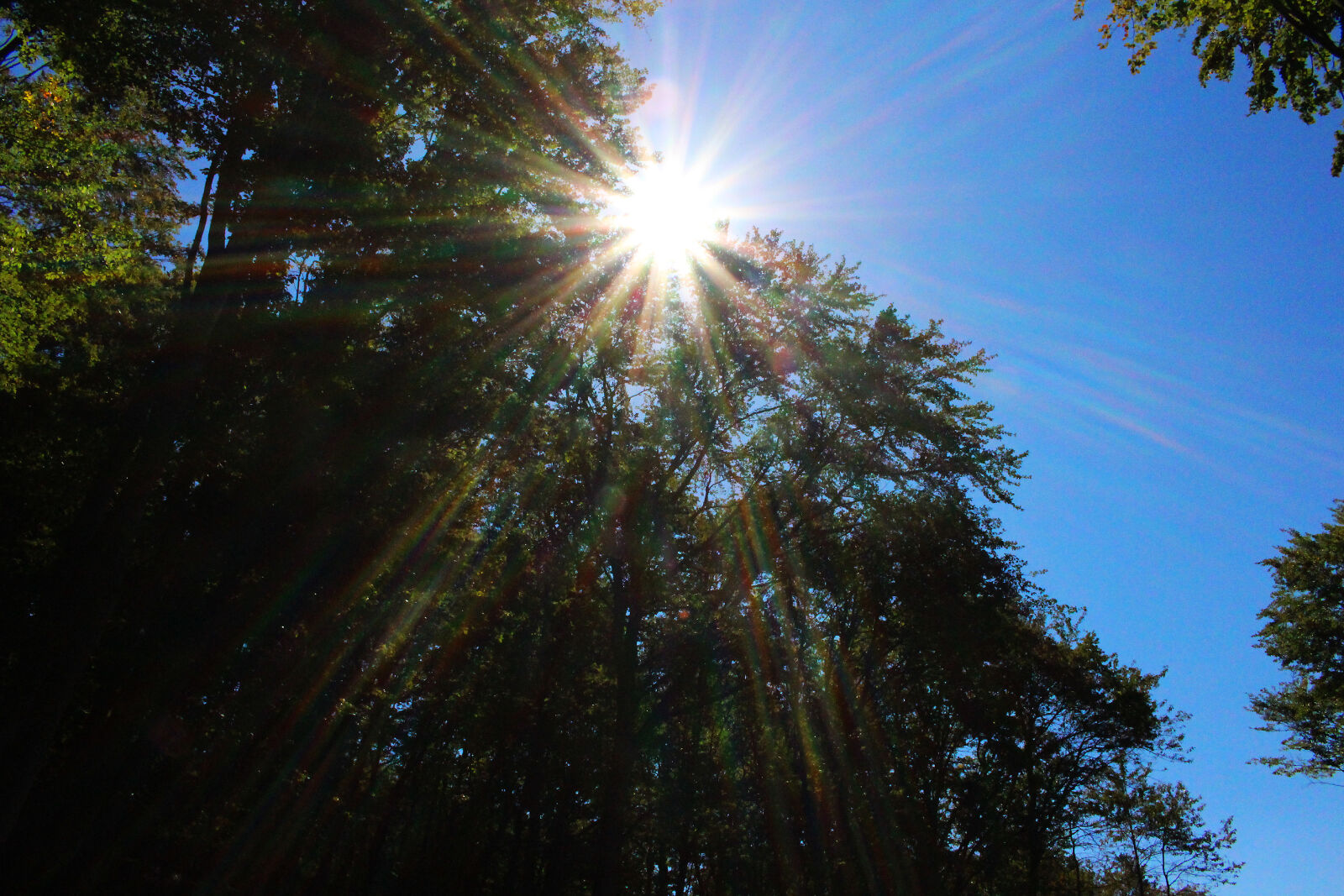 Canon EOS 700D (EOS Rebel T5i / EOS Kiss X7i) sample photo. Summer, spring, sunshine, trees photography