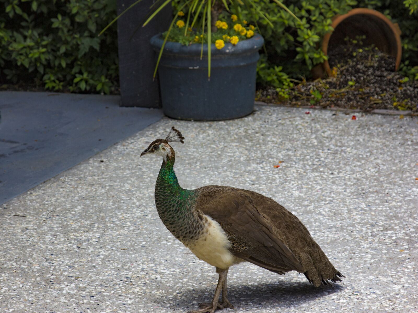 Canon EOS 60D + Canon EF 24-105mm F4L IS USM sample photo. Peacock, plantation, charleston photography