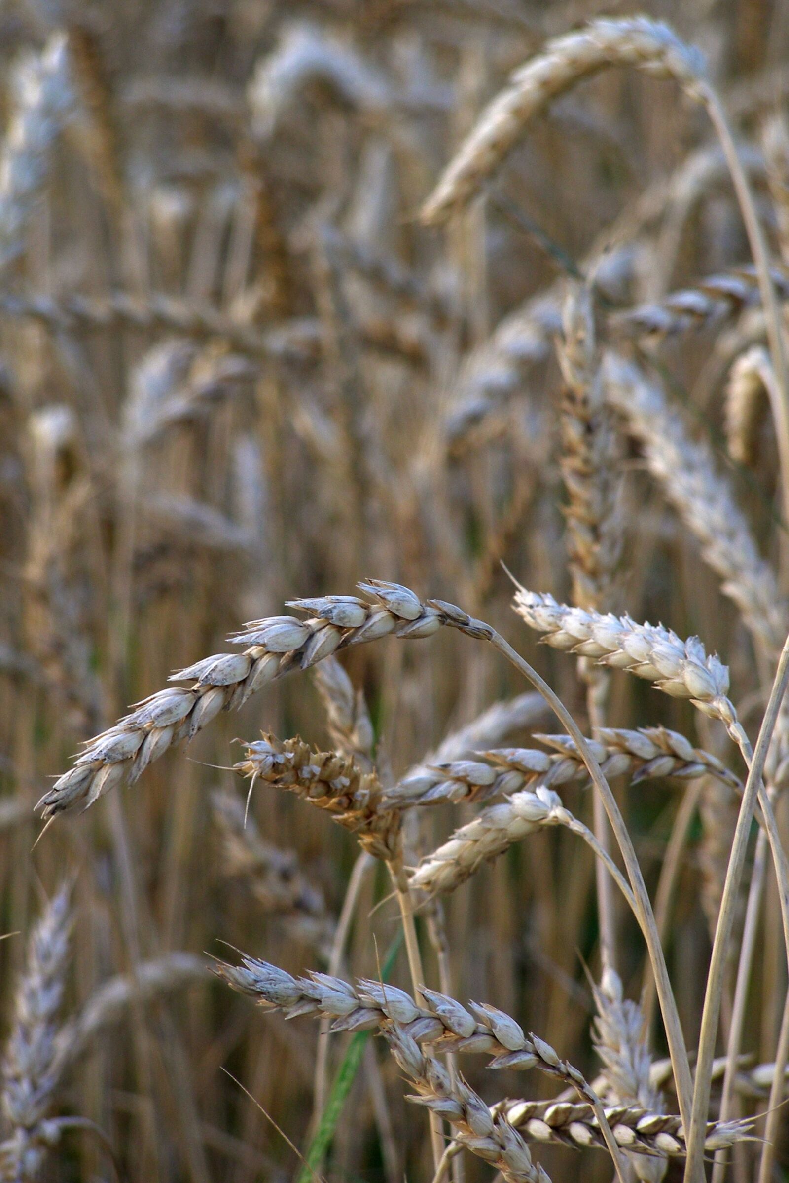 Olympus SP500UZ sample photo. Wheat, corn, ears photography