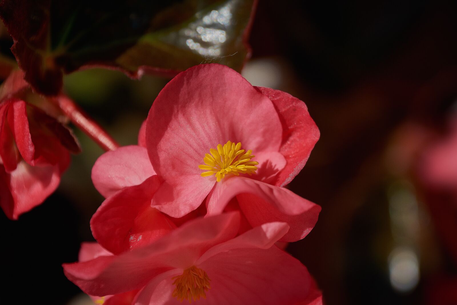 Nikon D7200 sample photo. Begonia, garden, begonias photography