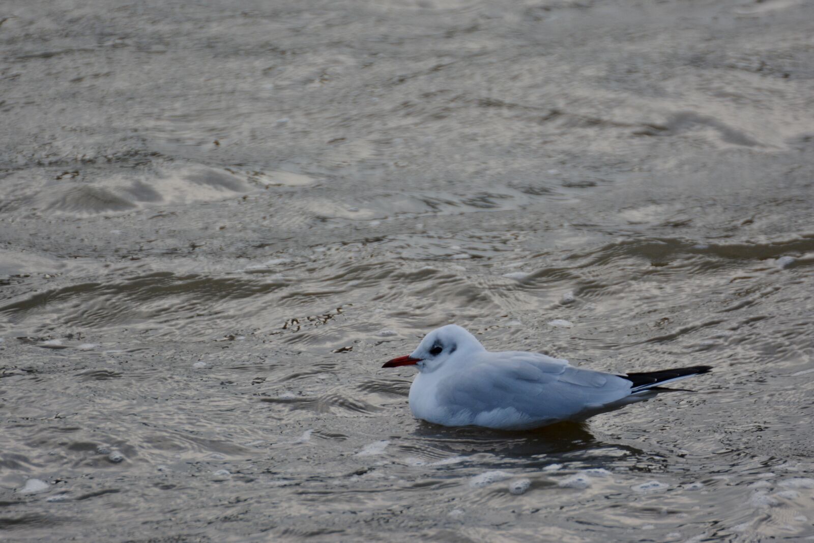Nikon D5200 sample photo. Seagull, water, cold photography