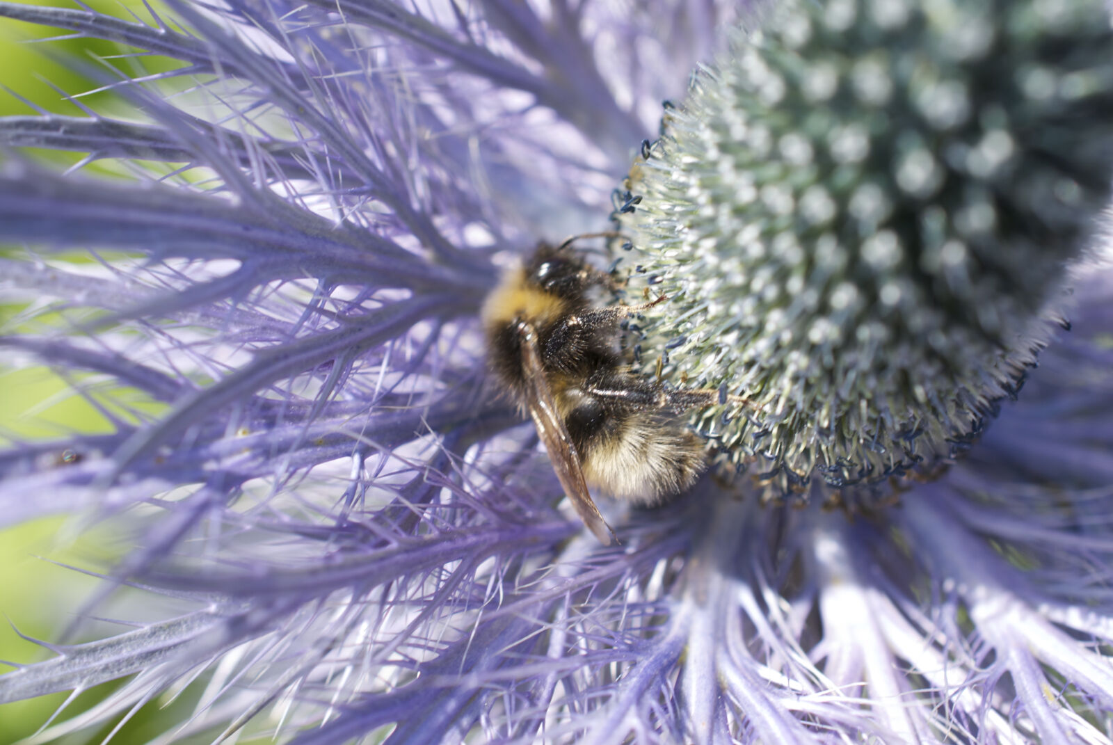 Nikon D40X sample photo. Bee, flower, macro, moutain photography