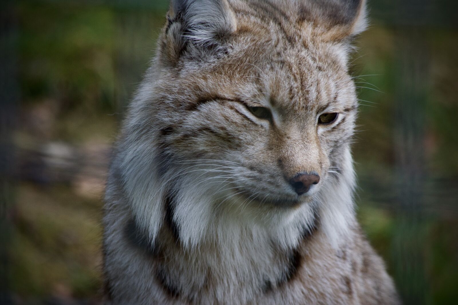 Nikon D5300 sample photo. Lynx, wildcat, cat photography