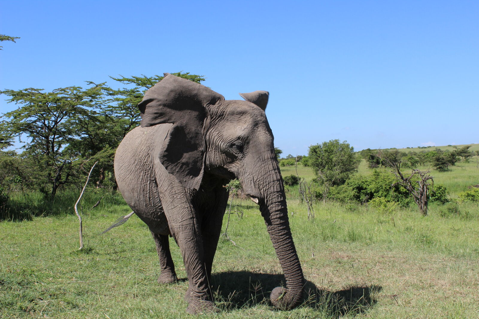 Canon EOS 600D (Rebel EOS T3i / EOS Kiss X5) sample photo. Maasai, mara, elephant photography