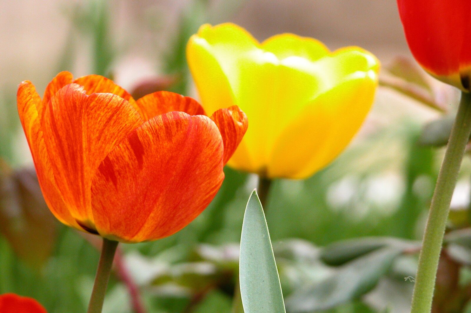 Nikon E5700 sample photo. Flowers, color, nature photography