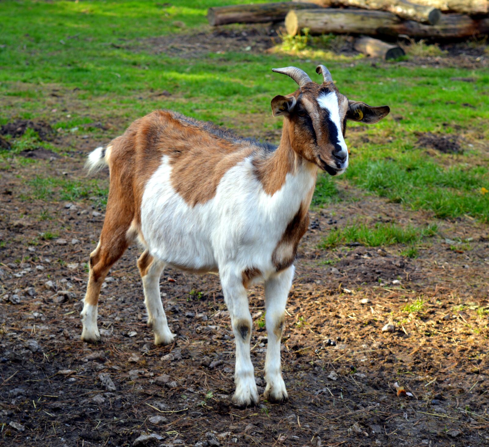 Nikon D3200 sample photo. Goat, billy goat, goatee photography
