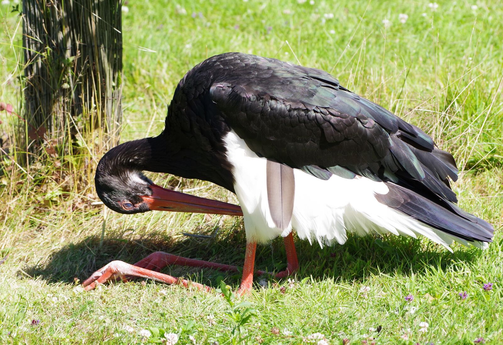 Pentax K-1 sample photo. Black stork, ciconia nigra photography