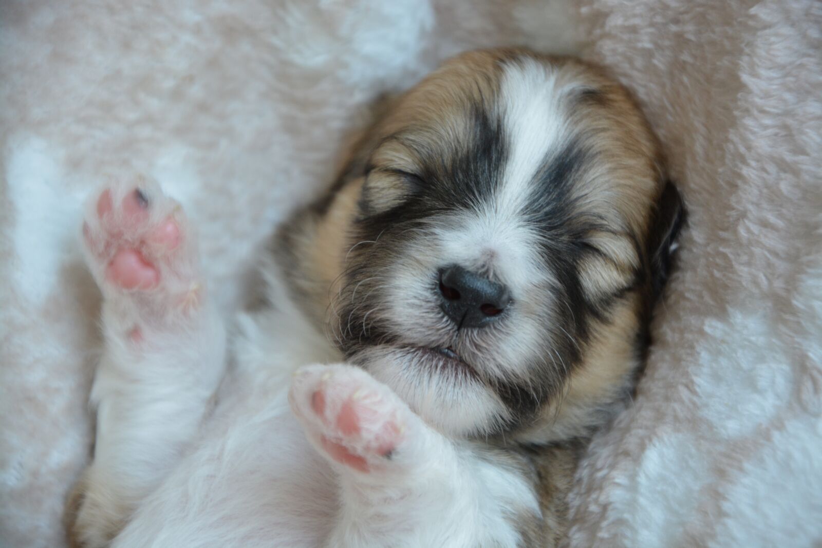 Nikon D5200 sample photo. Puppy, puppy sleeping, baby photography
