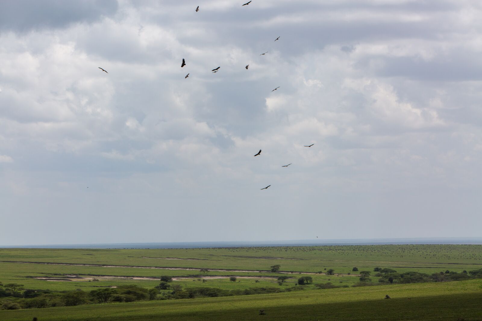 Canon EF 70-200mm F2.8L IS USM sample photo. Birds, ngorongoro conservation area photography