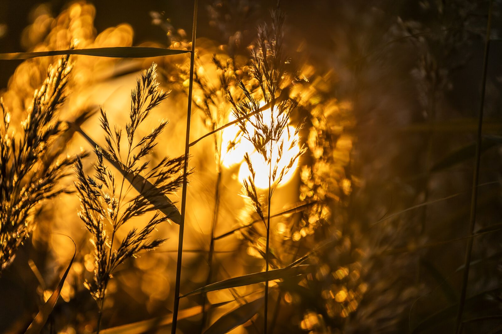 Sony a7 III + Sony FE 70-200mm F4 G OSS sample photo. Nature, sunset, landscape photography
