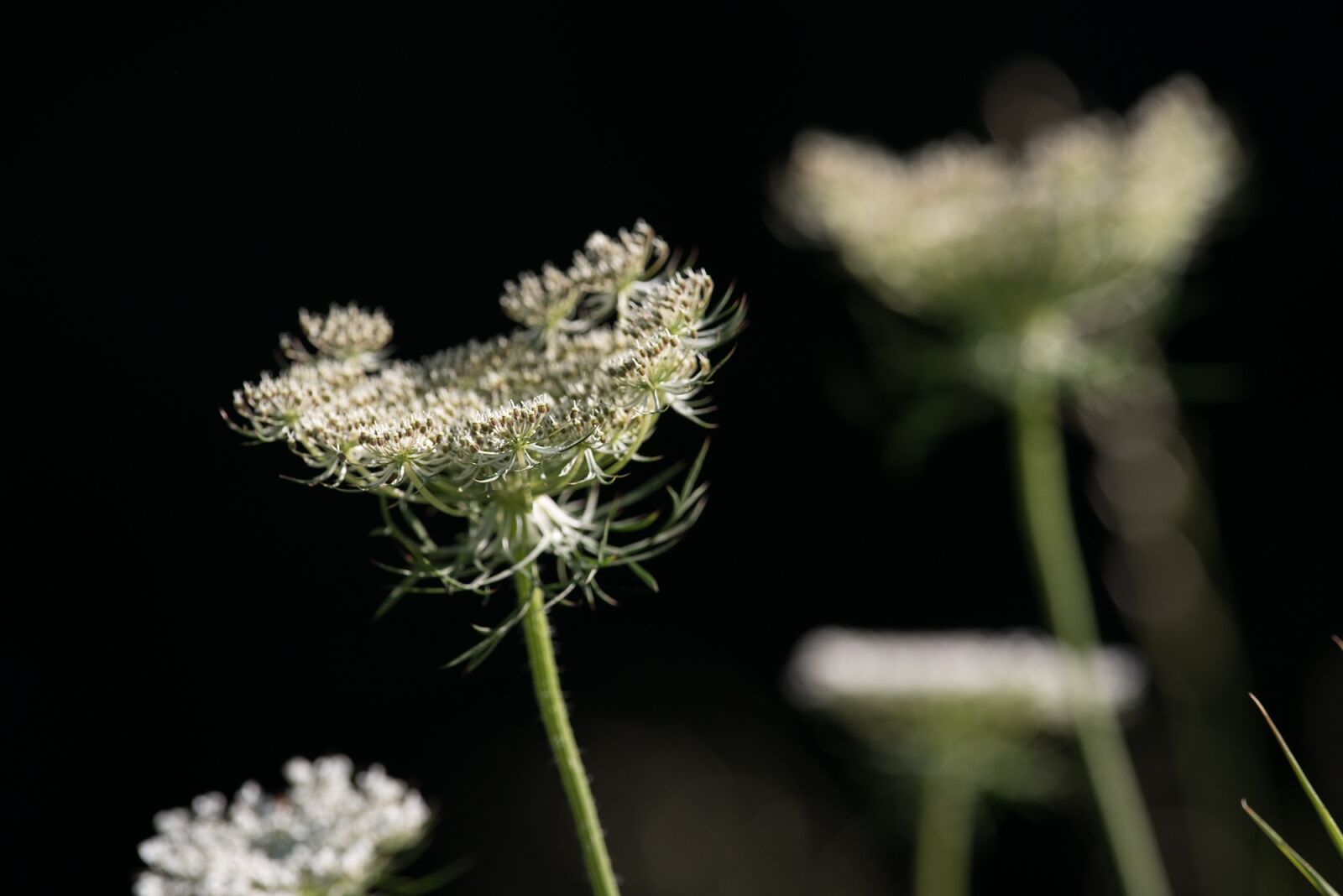Nikon D750 sample photo. Wild carrot, blossom, bloom photography