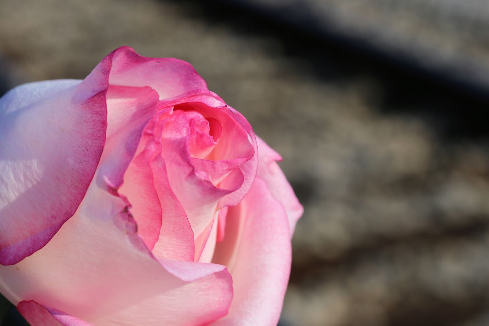 Canon EOS 6D + Canon EF 100mm F2.8 Macro USM sample photo. White pink rose, near photography