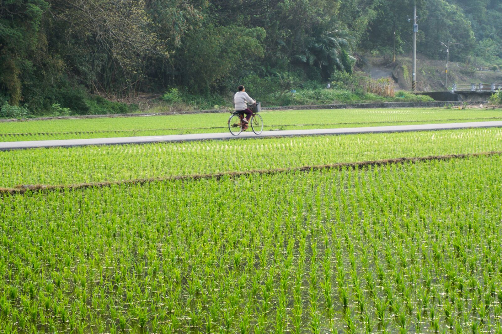 Sony a6000 sample photo. Bicycle, field, rice photography