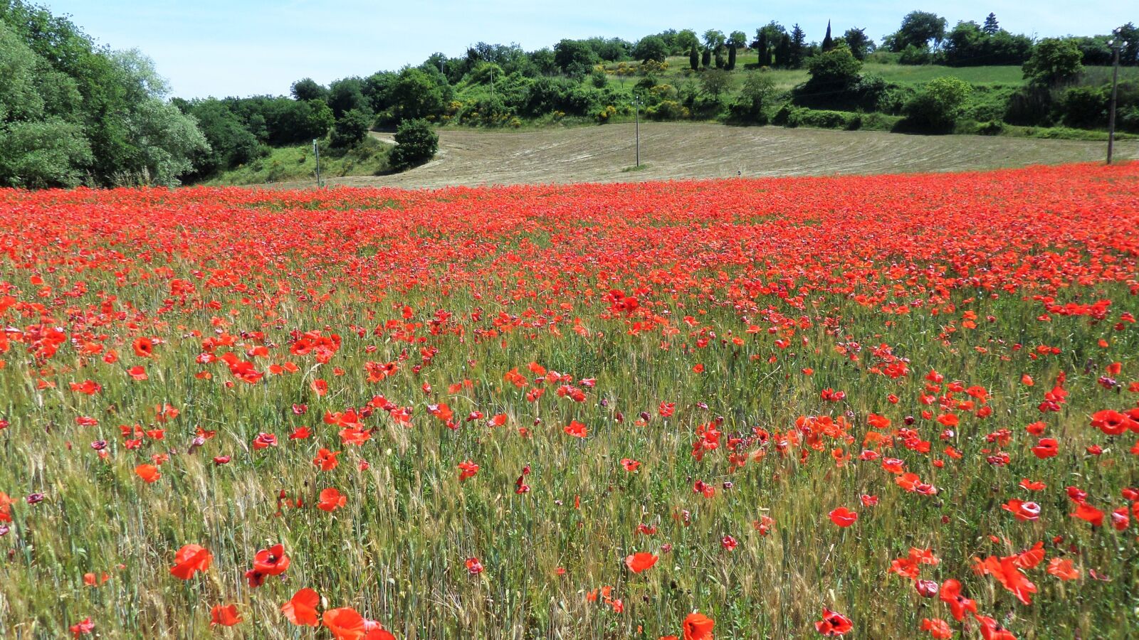 Samsung WB30F/WB31F/WB32F sample photo. Field, poppies, red photography