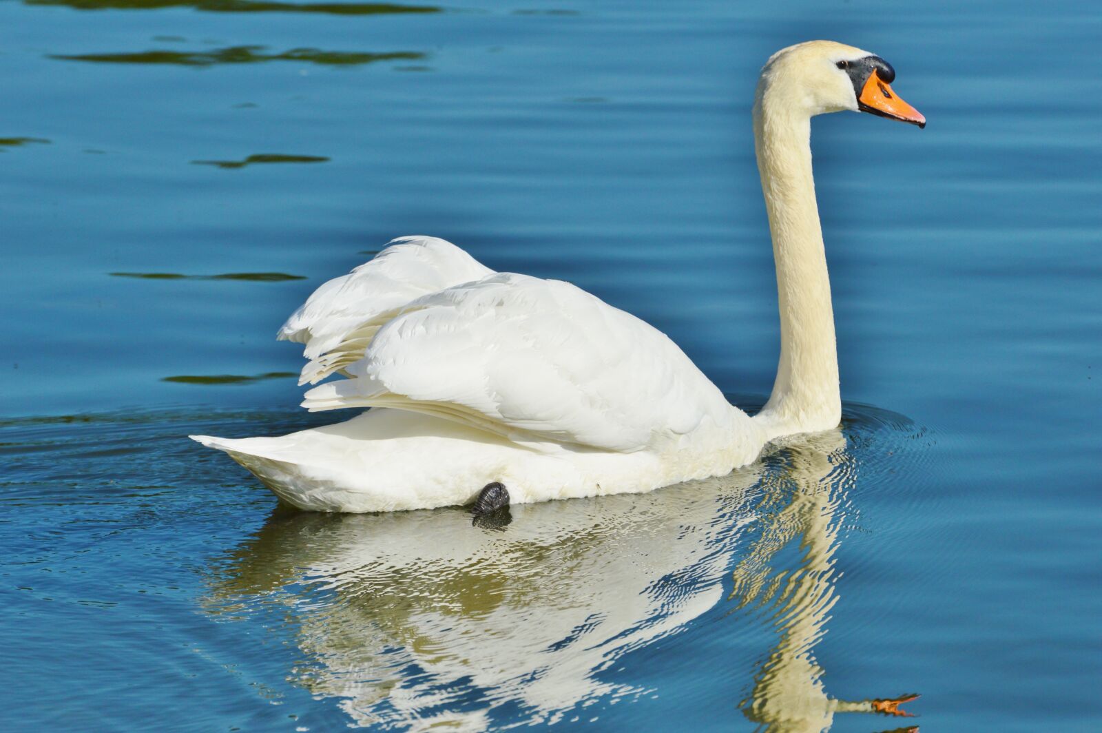 Nikon D3200 sample photo. Swan, bird, water bird photography