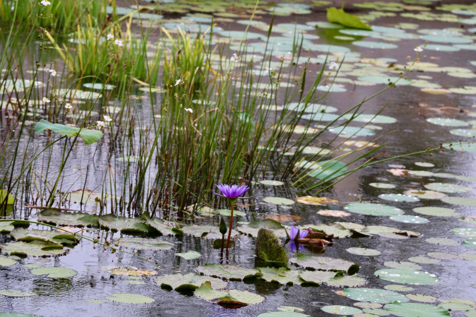 Canon EOS 70D sample photo. Water lily, lily pad photography