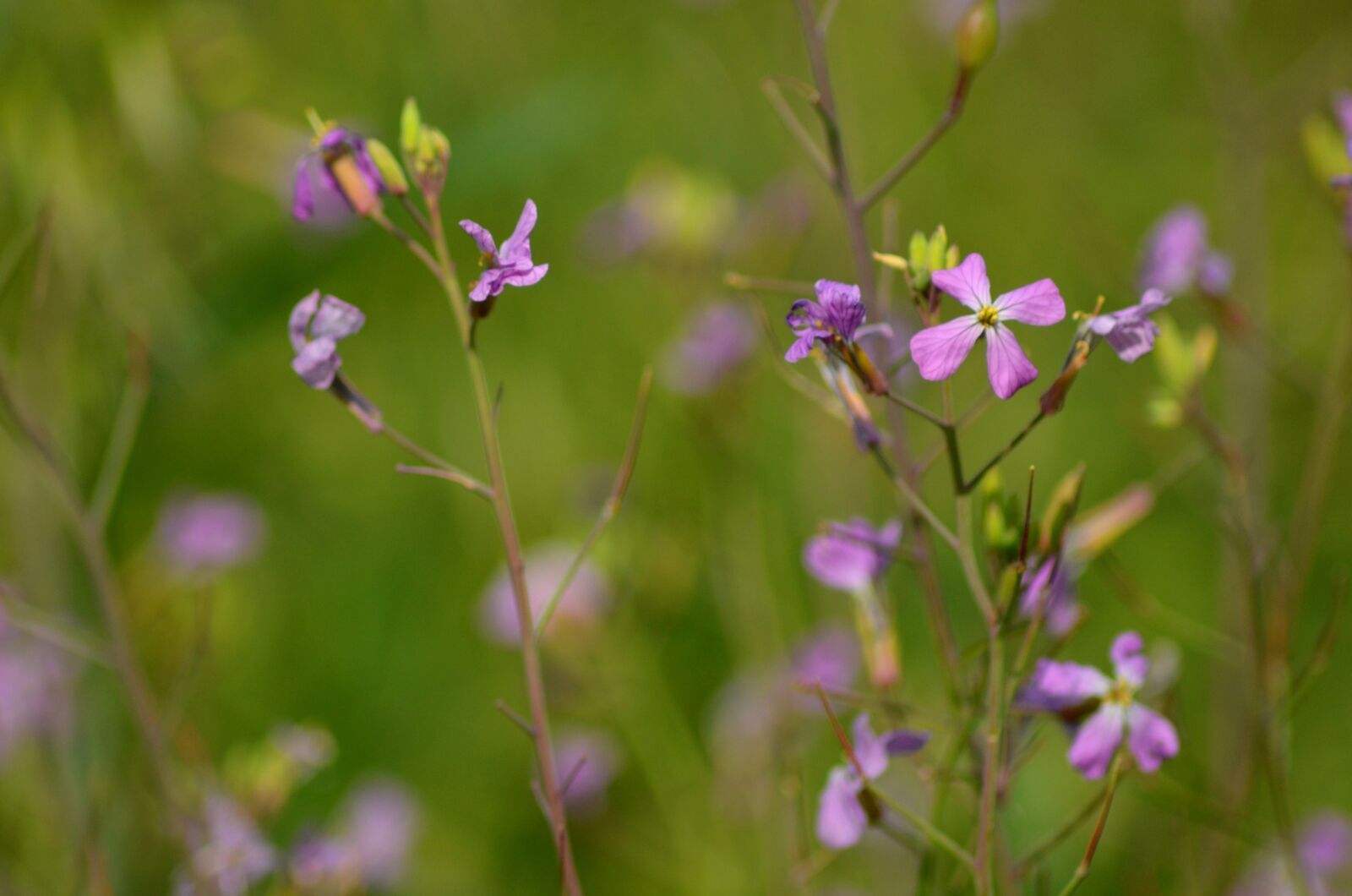 Nikon D5100 sample photo. Flora, flowers, native photography