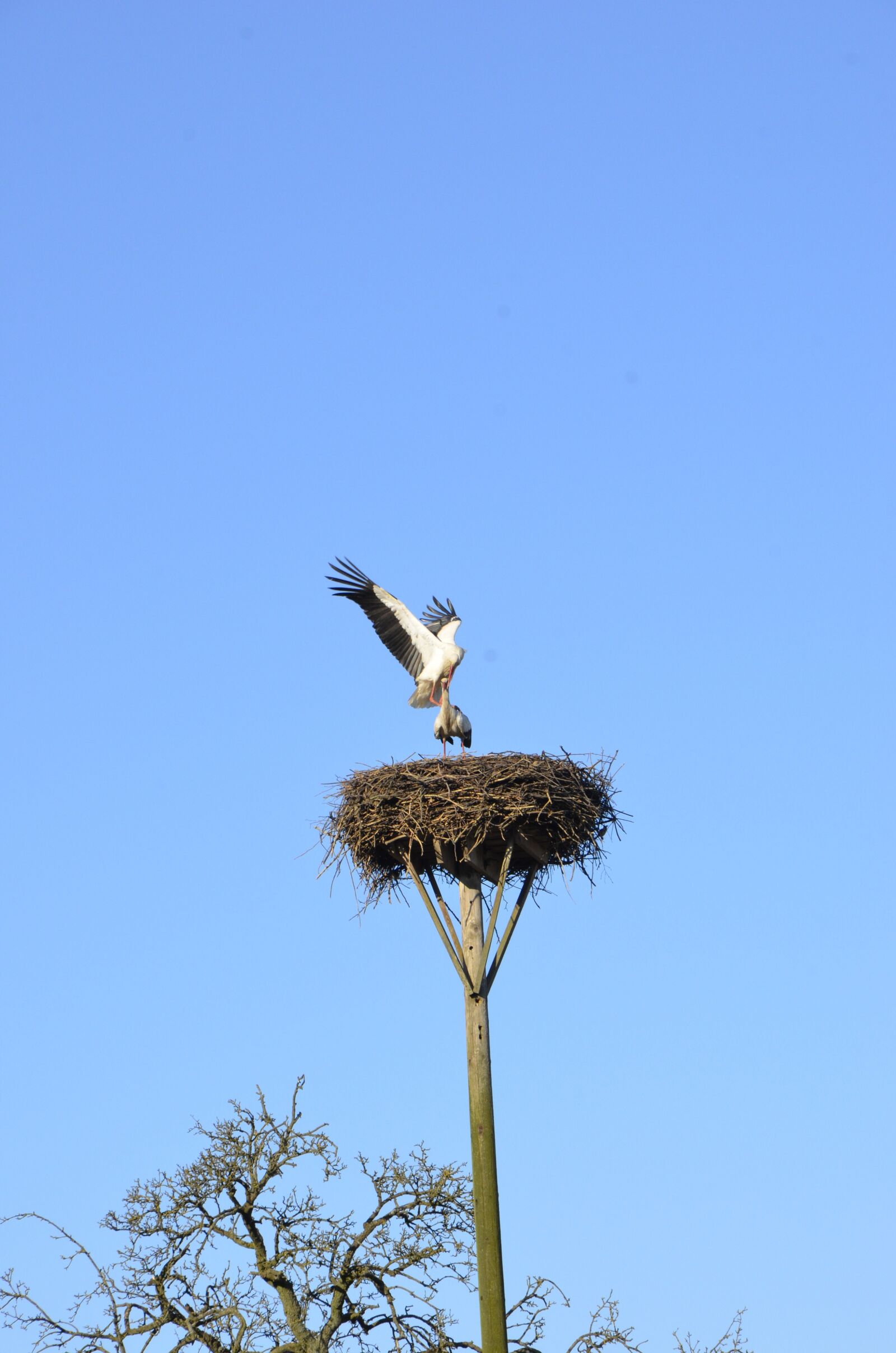 Nikon D7000 sample photo. Stork, nest, breed photography