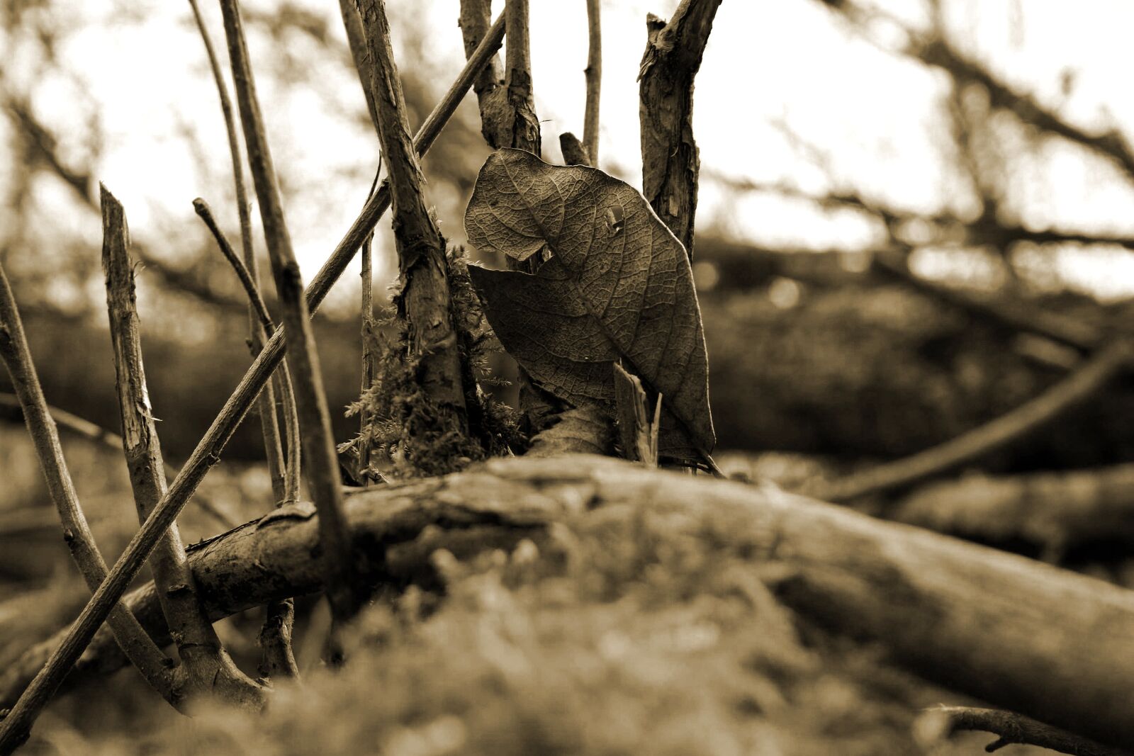 Canon EOS 1000D (EOS Digital Rebel XS / EOS Kiss F) sample photo. Leaves, ground, fallen photography