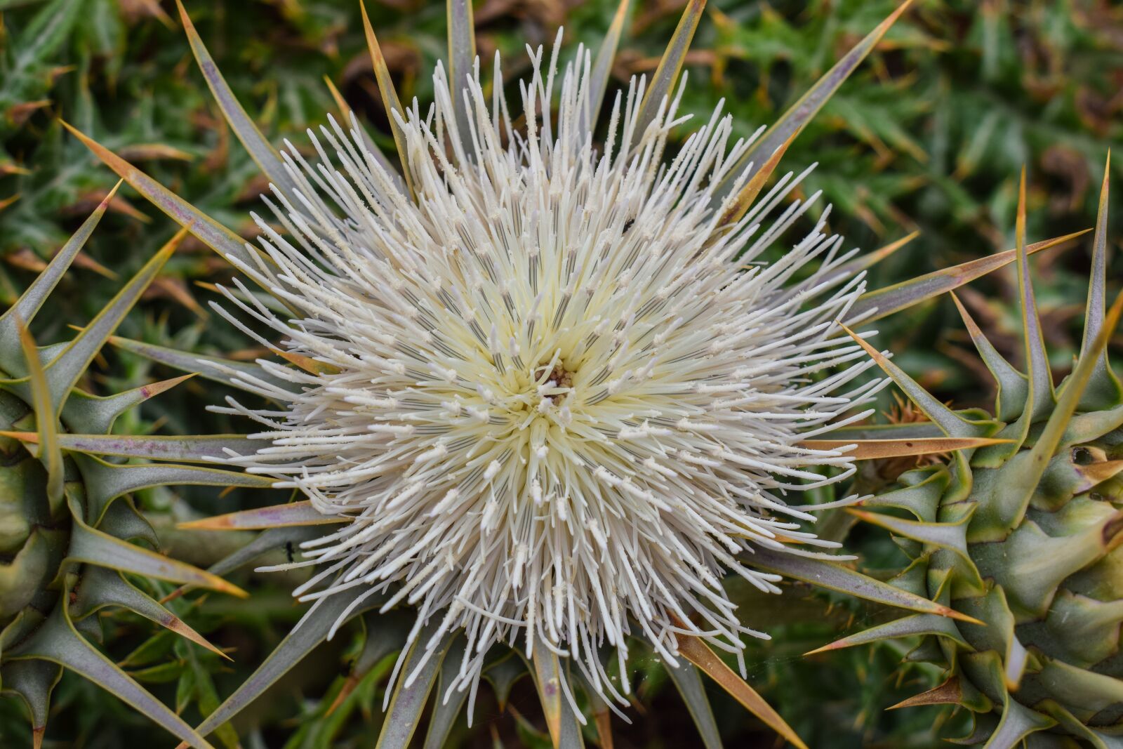 Nikon D3300 sample photo. Cardoon, flower, plant photography