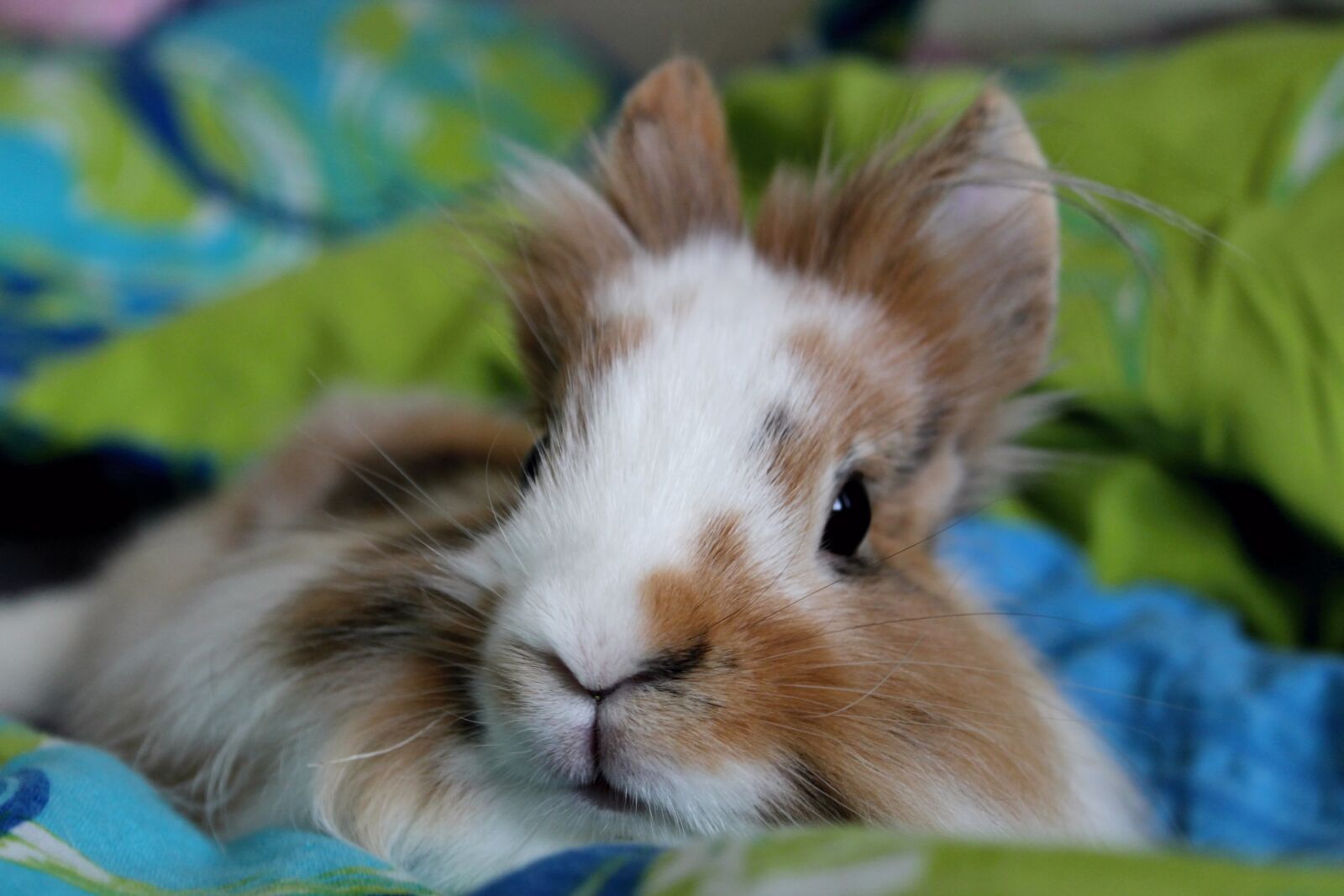 Canon EOS 1300D (EOS Rebel T6 / EOS Kiss X80) sample photo. The lion rabbit, slovakia photography
