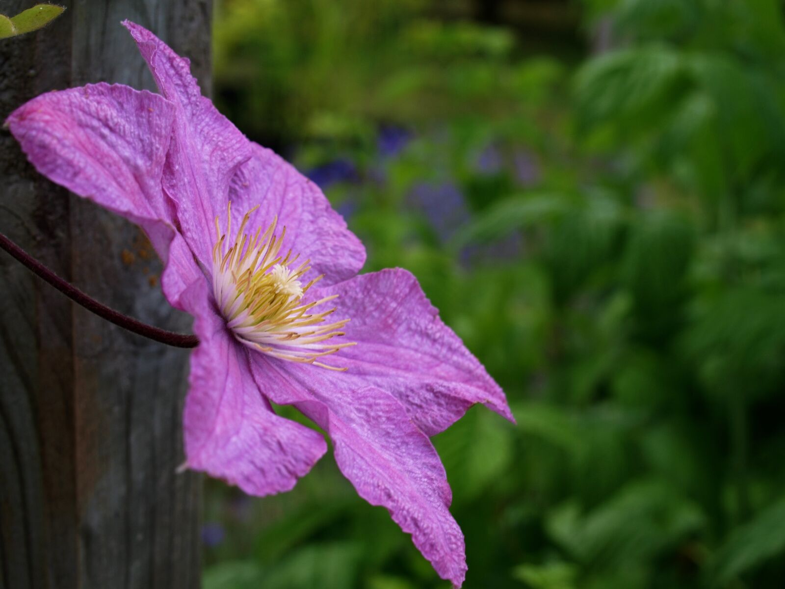 Olympus E-520 (EVOLT E-520) sample photo. Nature, flower, flora photography