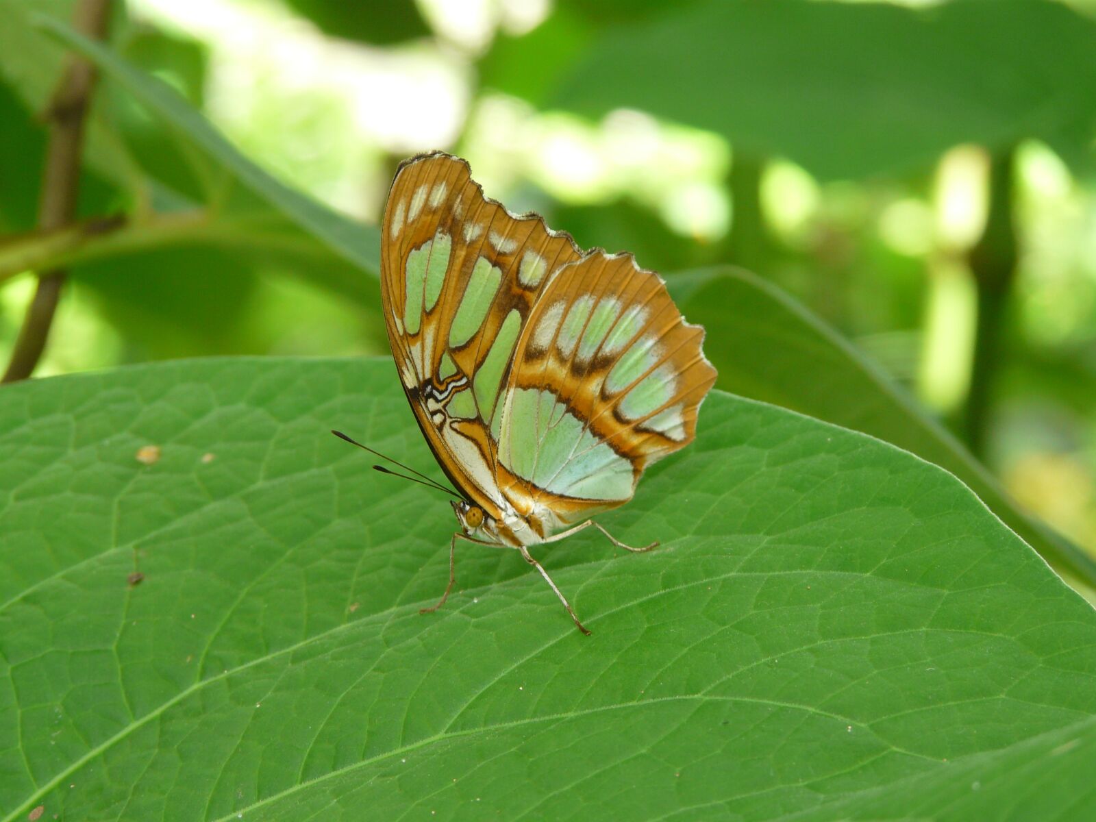 Panasonic DMC-FZ18 sample photo. Nature, butterfly, insect photography