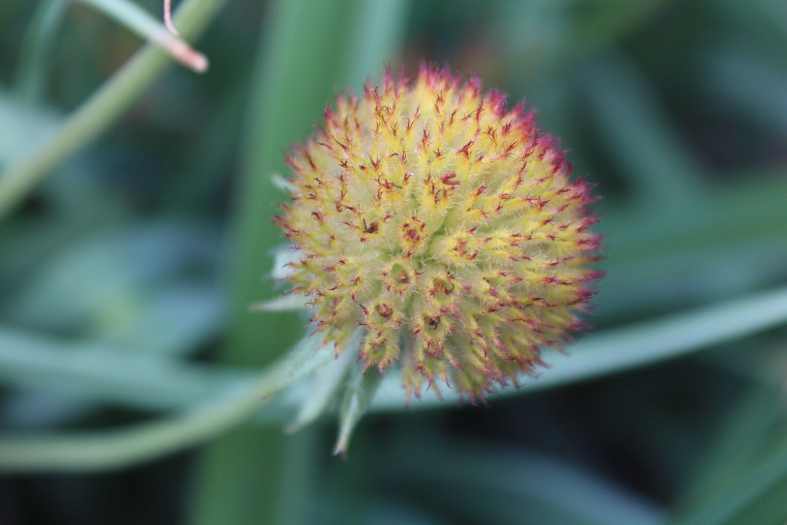 Canon EOS 1200D (EOS Rebel T5 / EOS Kiss X70 / EOS Hi) sample photo. Flower, menopause, purple coneflower photography