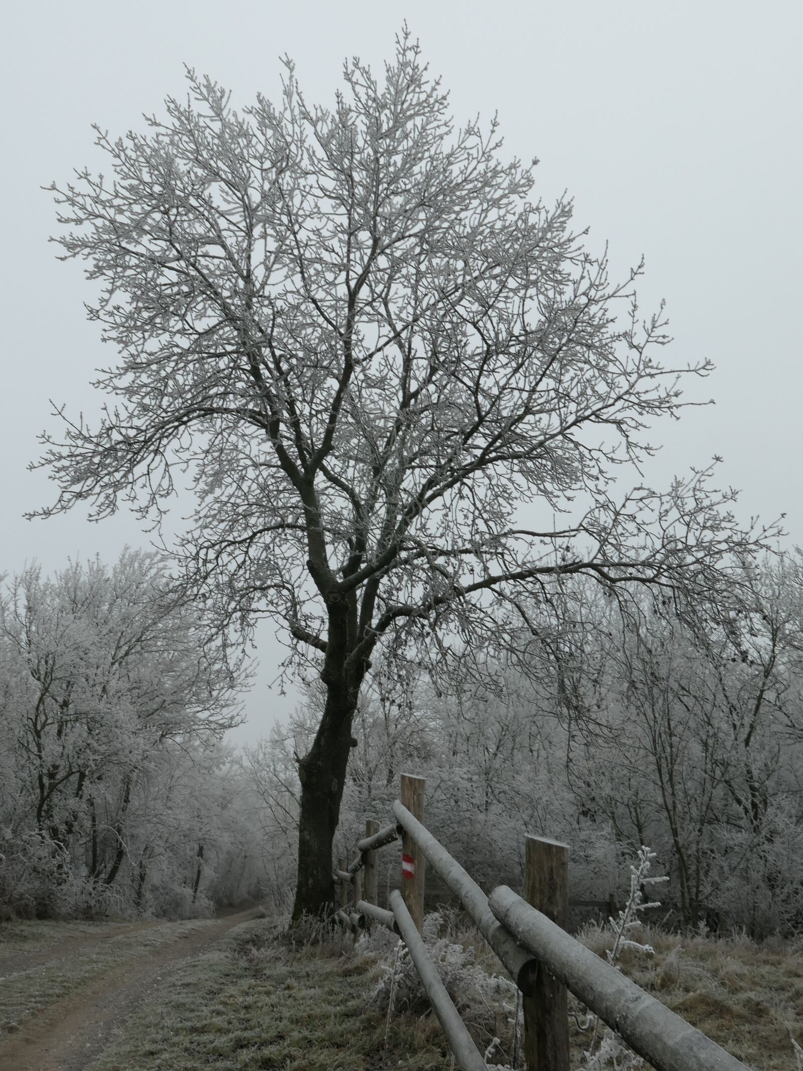 Panasonic Lumix DMC-LX10 (Lumix DMC-LX15) sample photo. Winter, tree, nature photography