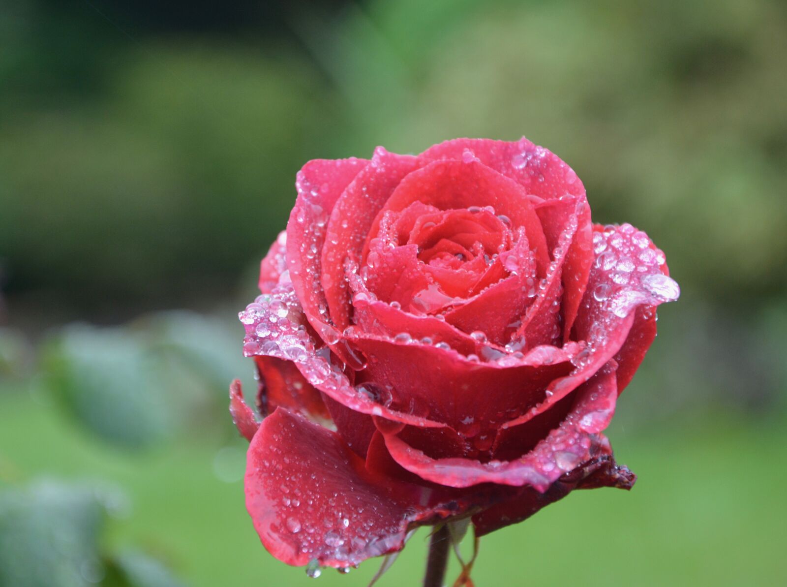 Nikon D5200 sample photo. Flower, red rose, droplets photography