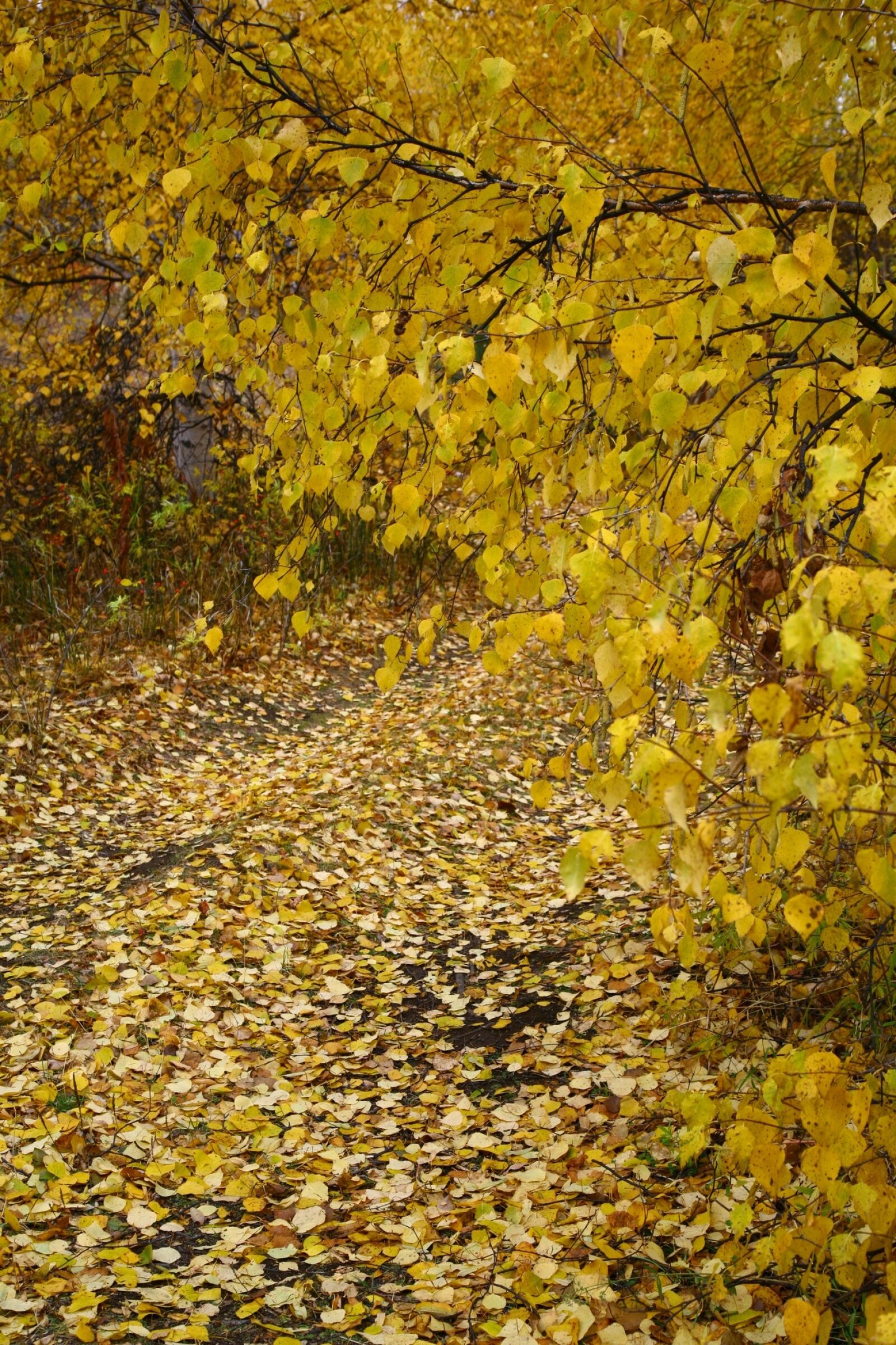 Canon EOS 5D sample photo. Autumn, fallen foliage, road photography