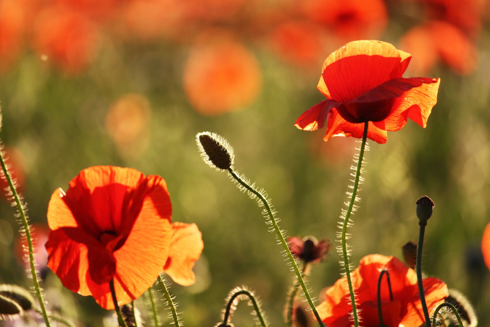 Canon EF-S 55-250mm F4-5.6 IS STM sample photo. Flower meadow, klatschmohn, nature photography