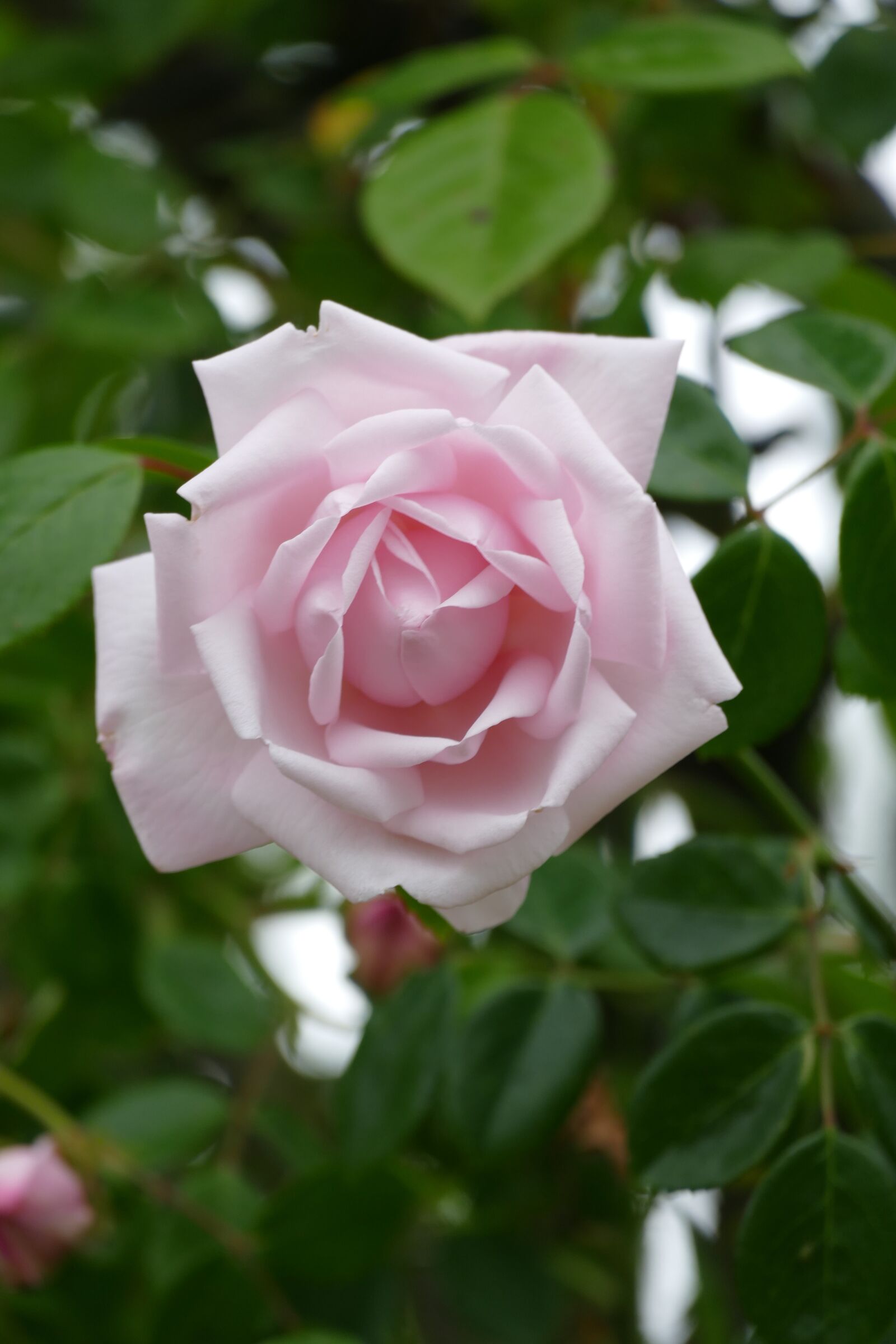 Panasonic Lumix DMC-FZ1000 sample photo. Rose, pink, rozenpracht photography