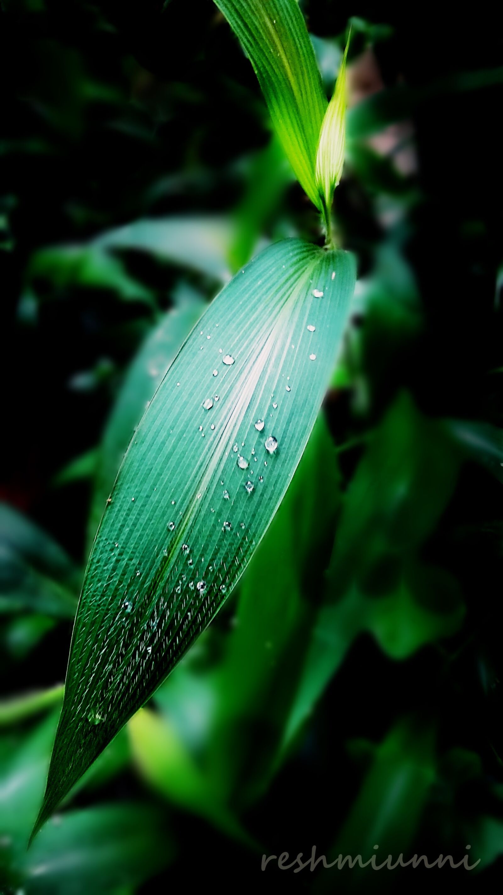Samsung Galaxy Grand Prime sample photo. Green, leaf, leaf, water photography