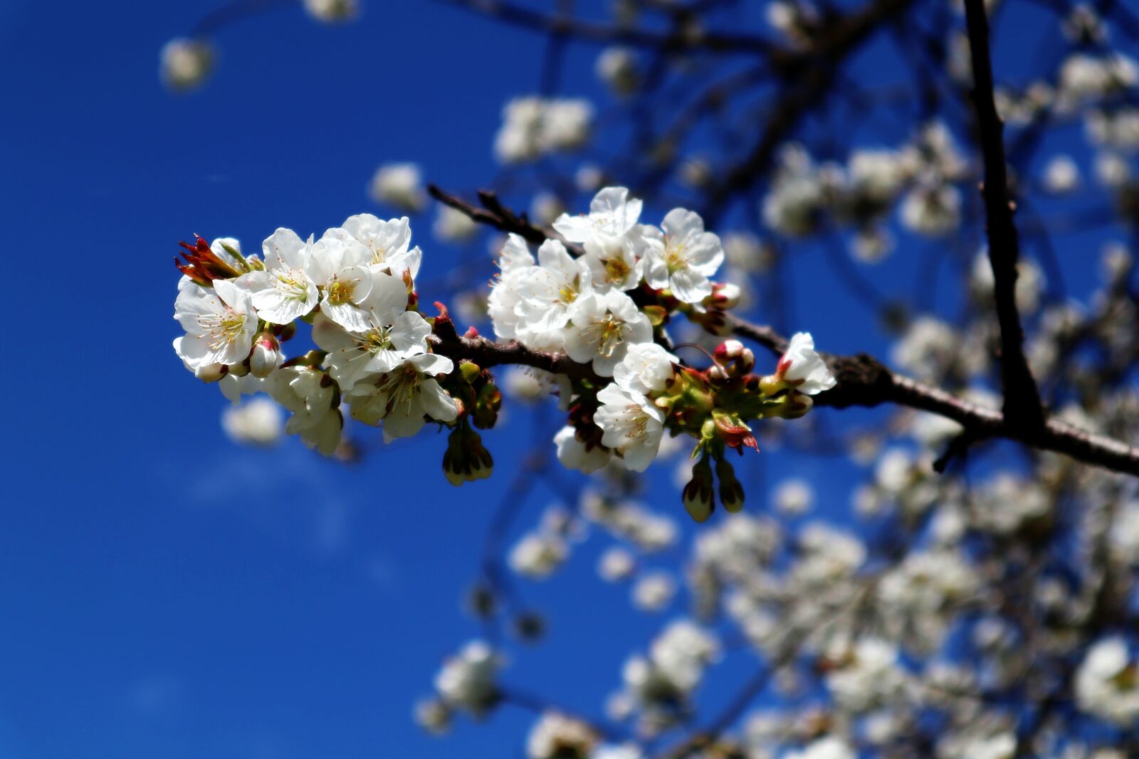 Canon EOS M100 sample photo. Apple tree, white, flowers photography