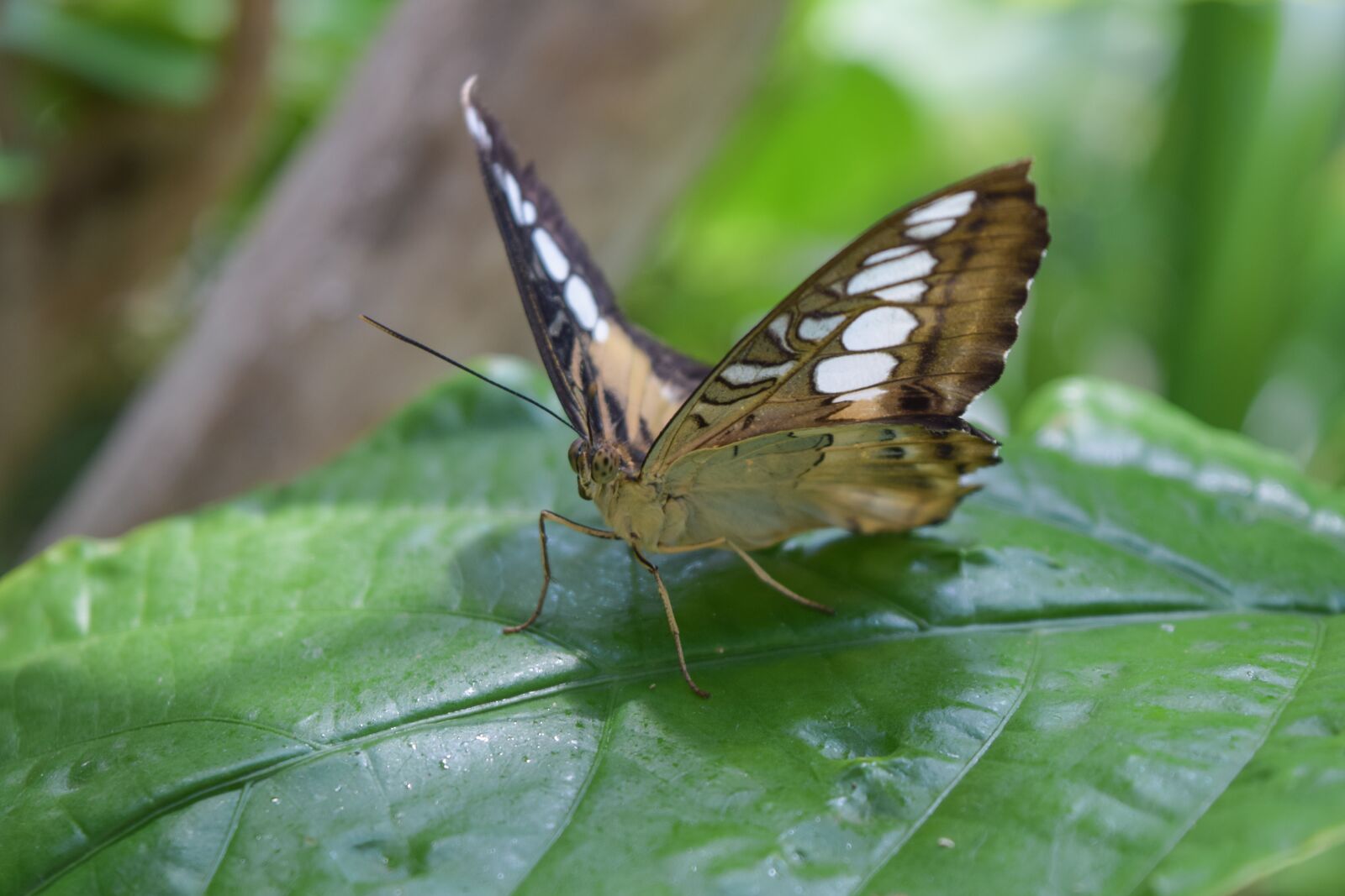 Nikon D3300 sample photo. Butterfly, nature, insect photography
