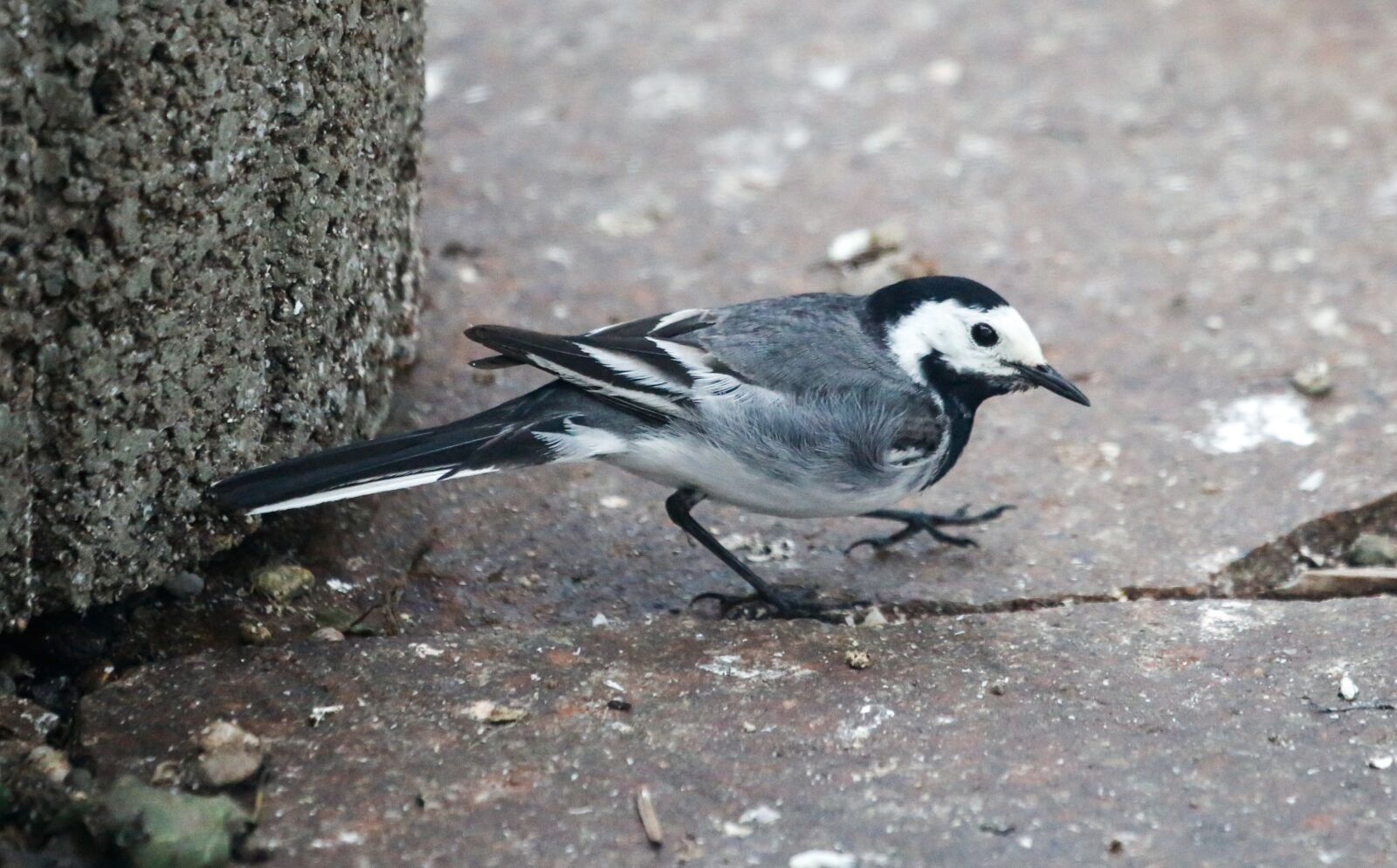 Canon EOS 5D Mark III sample photo. White wagtail, bird, nature photography