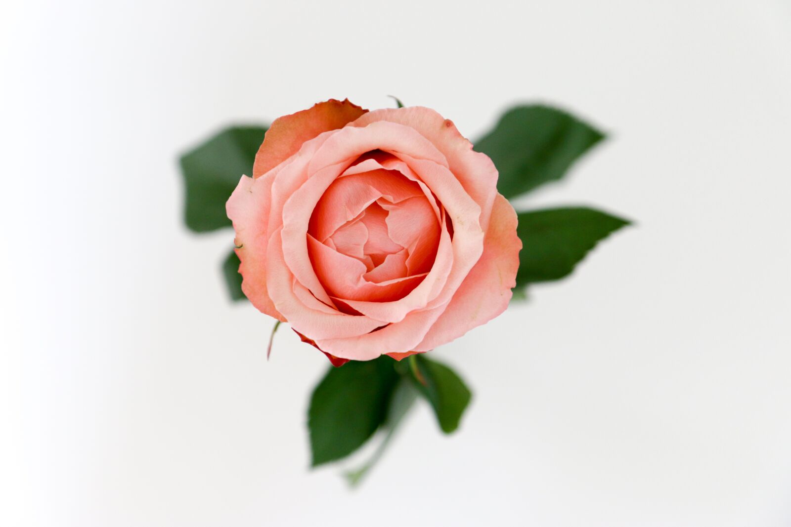 Canon EOS 70D sample photo. Rose, flowers, petal photography