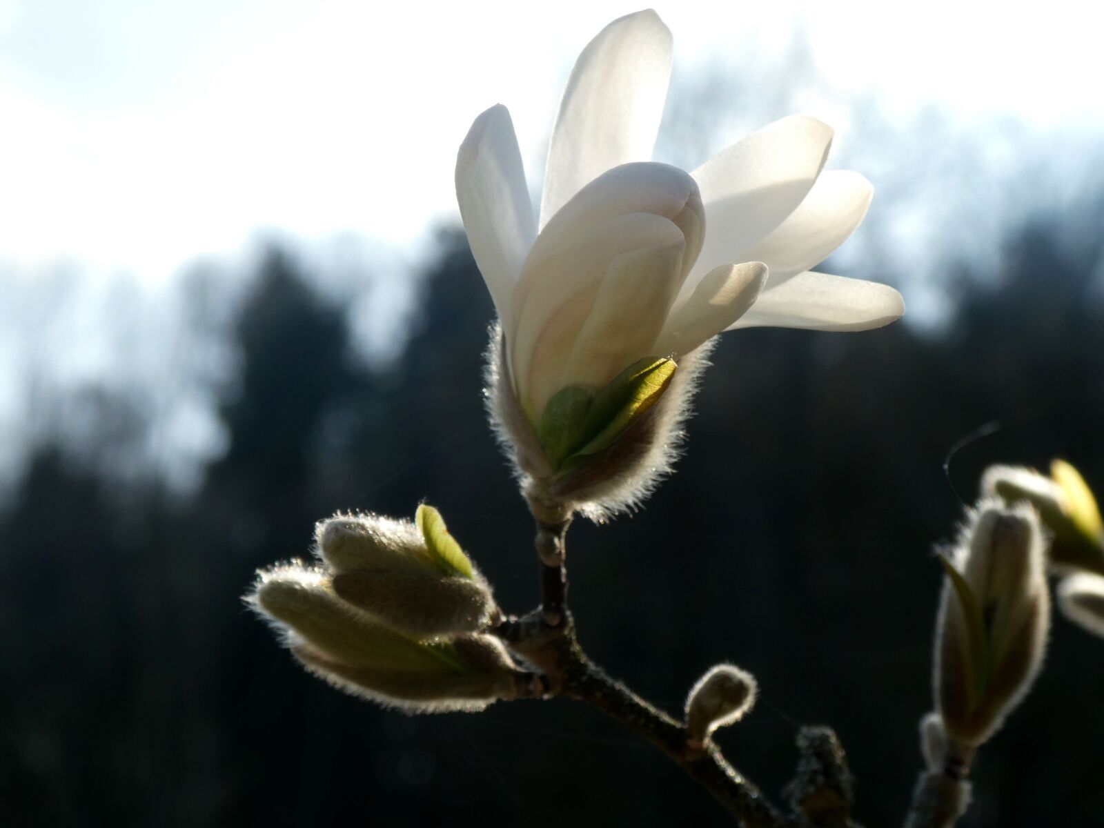 Panasonic DC-TZ91 sample photo. Magnolia, flower, spring photography