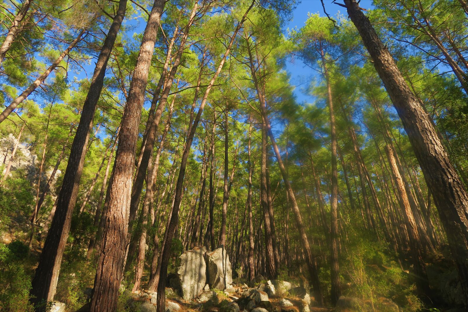 Canon PowerShot G7 X sample photo. Tree, nature, forest photography