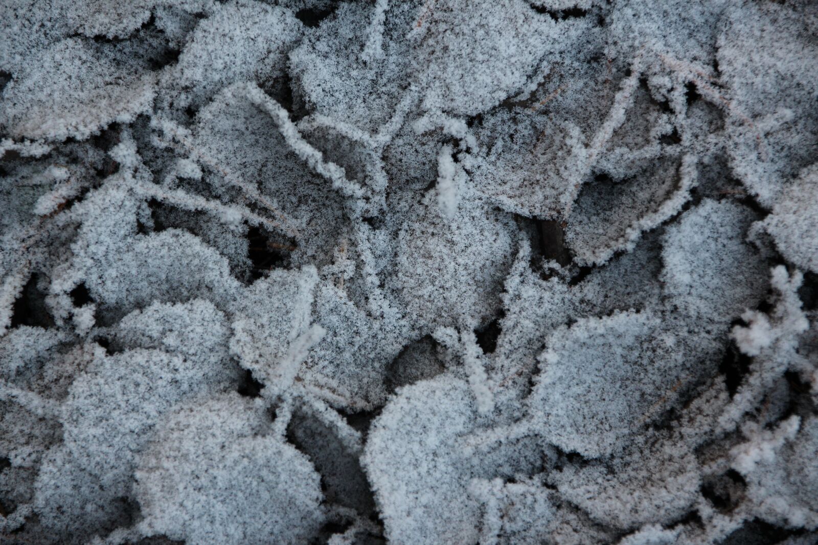 Canon EOS 650D (EOS Rebel T4i / EOS Kiss X6i) sample photo. Leaves, snow, cold photography