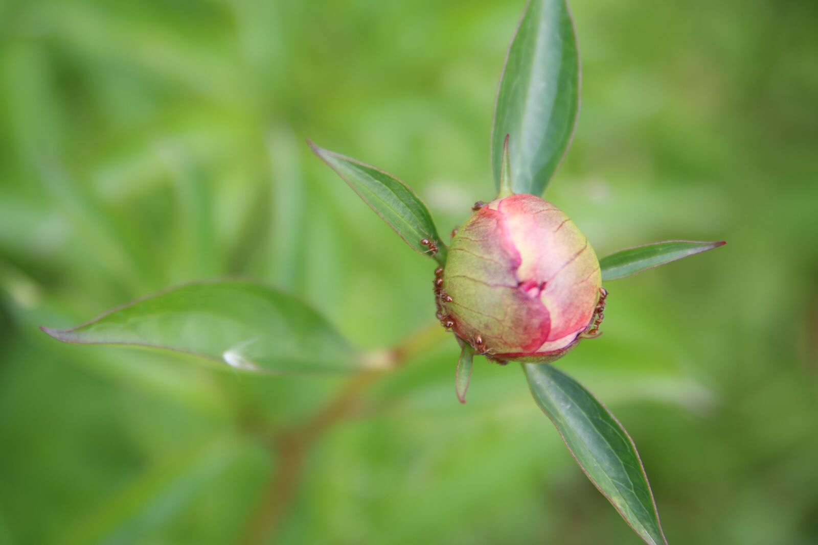 Tamron SP AF 17-50mm F2.8 XR Di II LD Aspherical (IF) sample photo. Bud, peony, flower photography