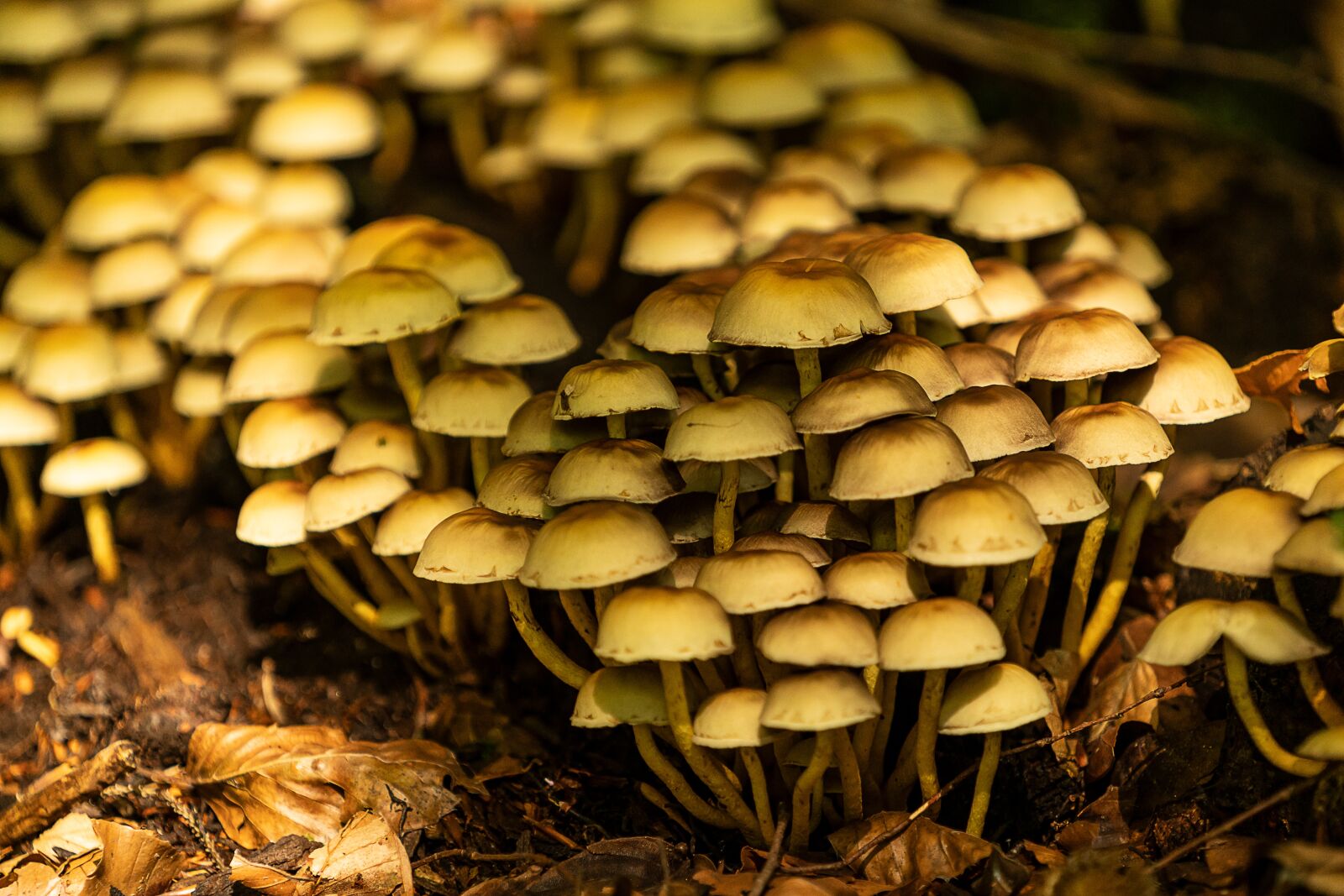 Sony a7 III sample photo. Nature, forest, mushrooms photography