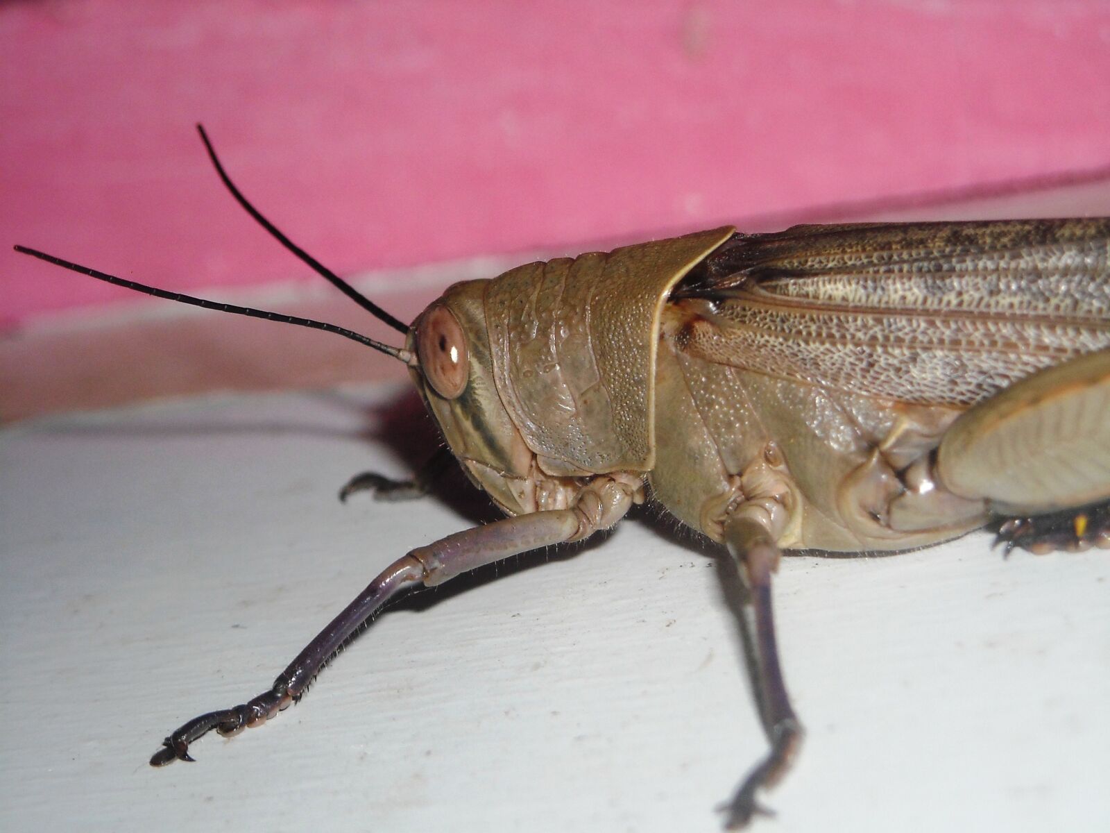 Nikon Coolpix L16 sample photo. Grasshopper, brown, animals photography