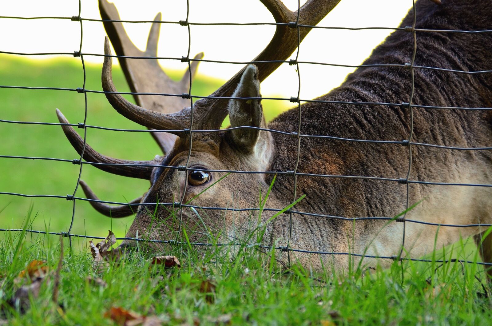 Nikon D5100 sample photo. Deer, antler, animal, grass photography
