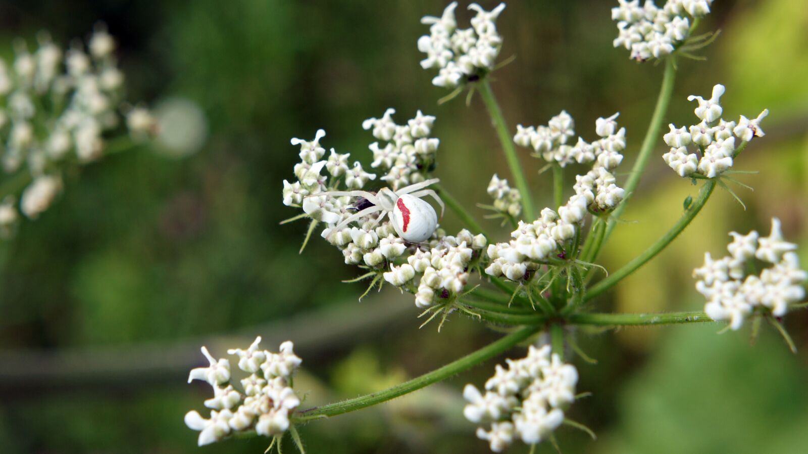 Sony Alpha NEX-3 + Sony E 18-55mm F3.5-5.6 OSS sample photo. Spider, plant, bloom photography