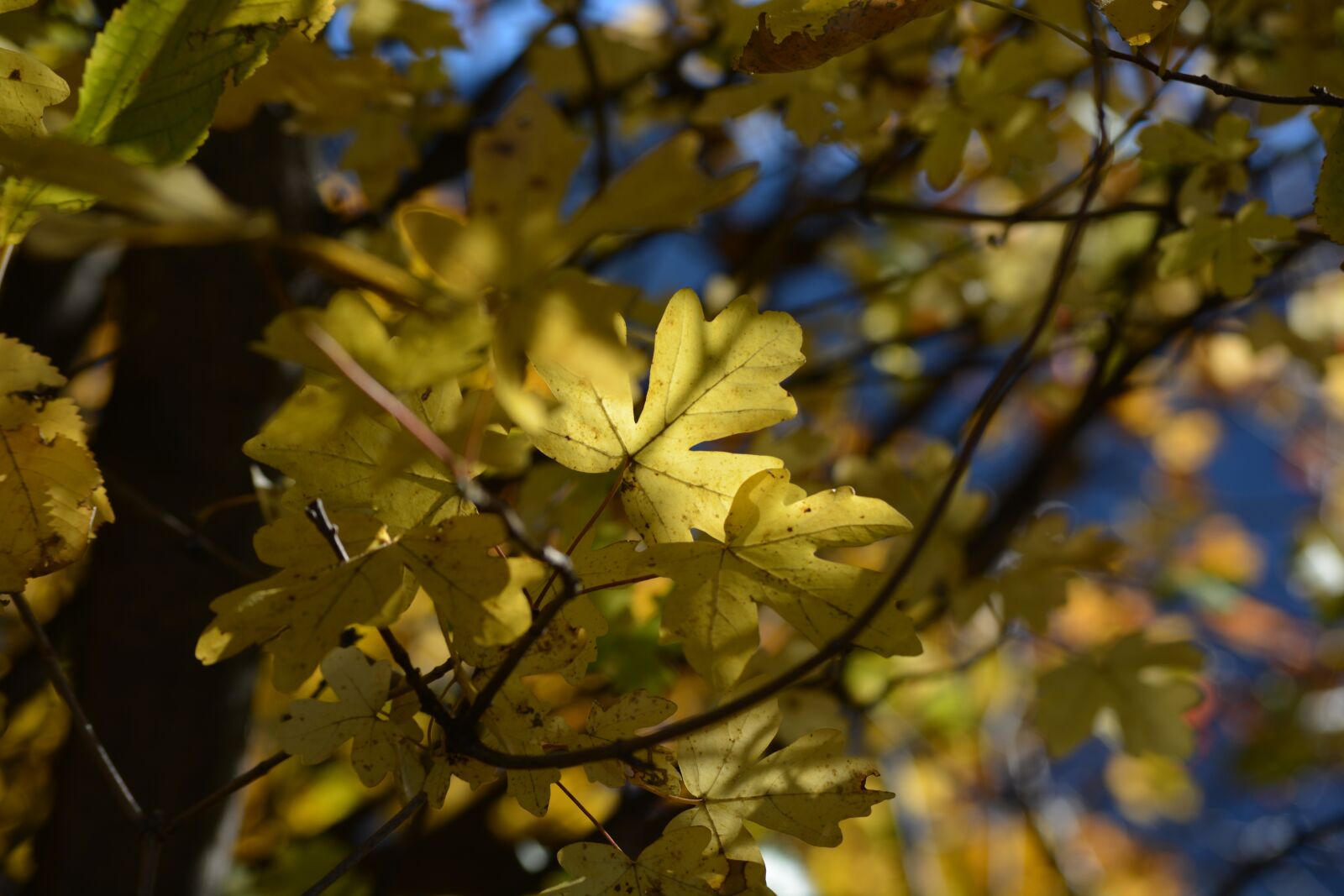 Nikon D5200 sample photo. Leaves, tree, leaf photography