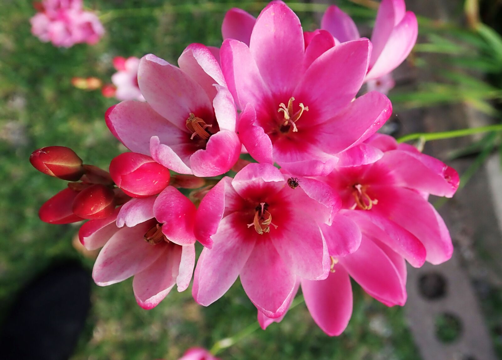 Olympus TG-5 sample photo. Flowers, bulb, ixia photography
