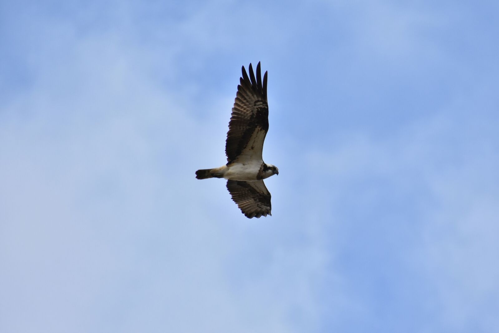 Nikon D7200 sample photo. Animal, sky, bird photography