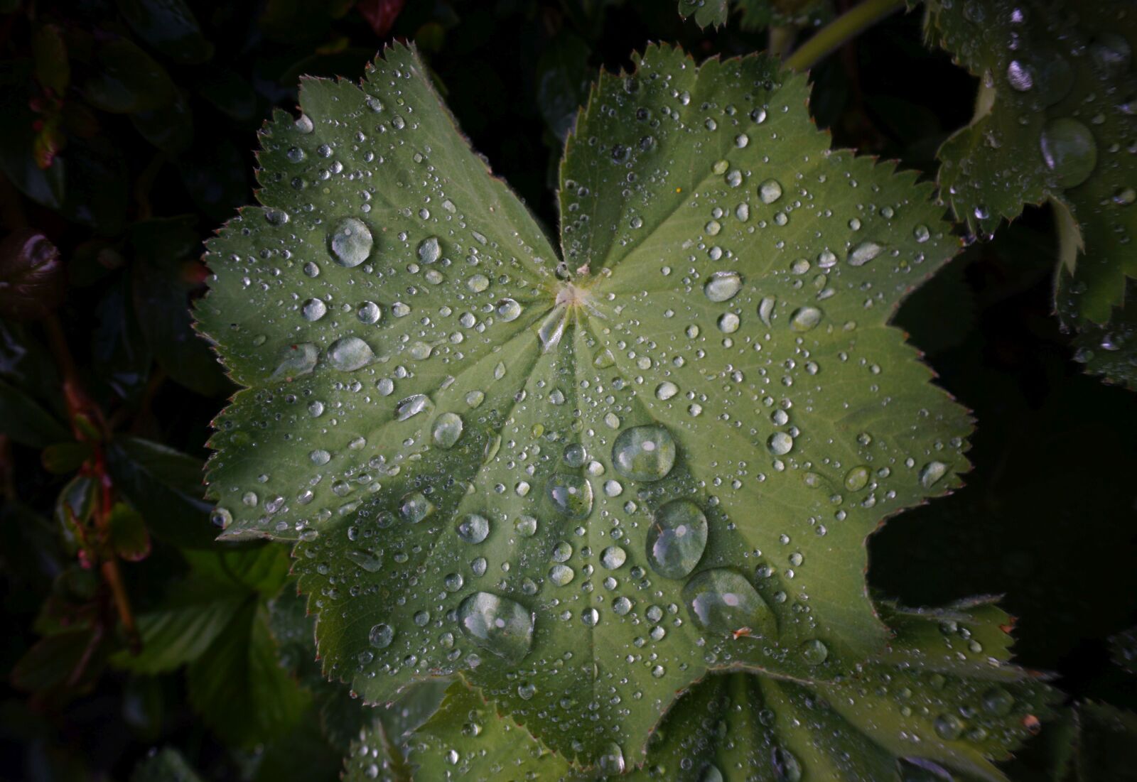 Sony a6000 sample photo. Leaf, frauenmantel, drip photography
